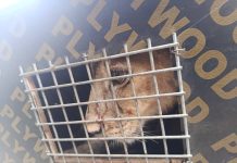 Seme Customs Intercepts Lion, Patas Monkey along Badagry Road